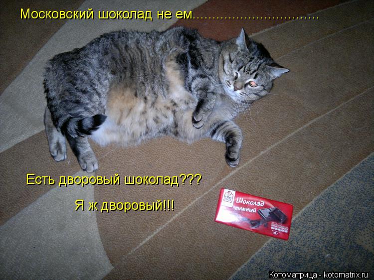 Котоматрица: Московский шоколад не ем................................ Есть дворовый шоколад??? Я ж дворовый!!!
