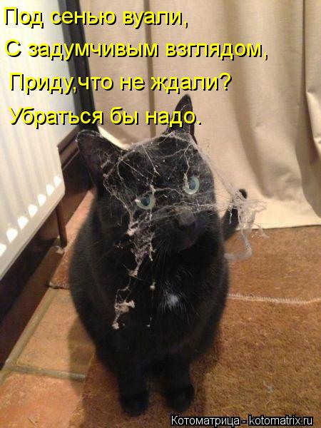 Котоматрица: Под сенью вуали, С задумчивым взглядом, Приду,что не ждали? Убраться бы надо.