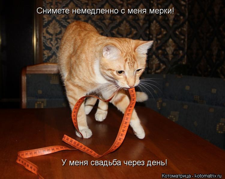Котоматрица: Снимете немедленно с меня мерки!  У меня свадьба через день!