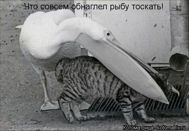 Что совсем обнаглел рыбу тоскать!... Котоматрица: Что совсем обнаглел рыбу тоскать!