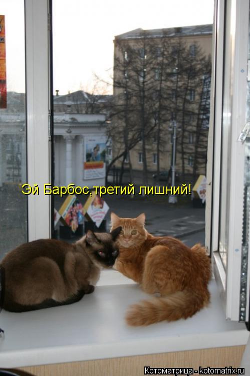 Котоматрица: Эй Барбос,третий лишний!