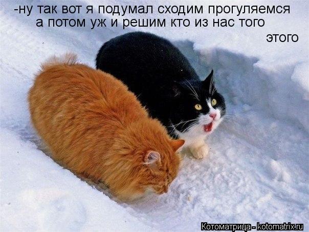 Котоматрица: -ну так вот я подумал сходим прогуляемся этого а потом уж и решим кто из нас того
