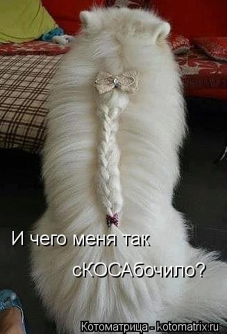 Котоматрица: И чего меня так сКОСАбочило?