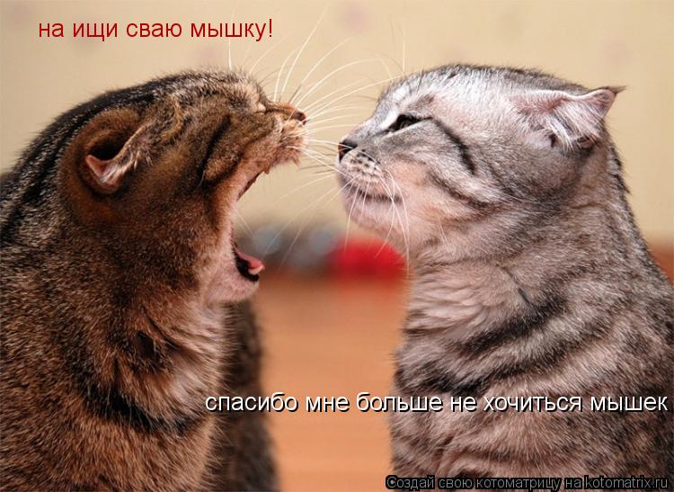 Котоматрица: на ищи сваю мышку! спасибо мне больше не хочиться мышек
