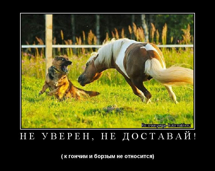 НЕ УВЕРЕН, НЕ ДОСТАВАЙ! ( к гончим и борзым не относится)... Котоматрица: НЕ УВЕРЕН, НЕ ДОСТАВАЙ! ( к гончим и борзым не относится)