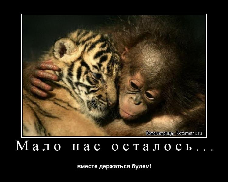 Котоматрица: Мало нас осталось... вместе держаться будем!