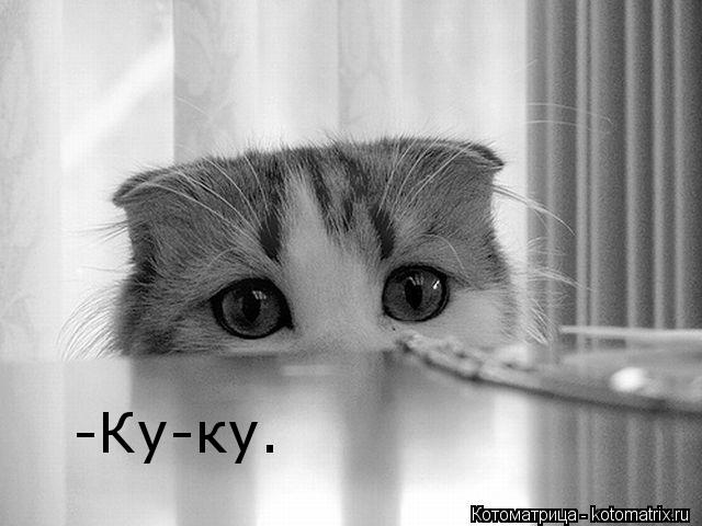 -Ку-ку.... Котоматрица: -Ку-ку.