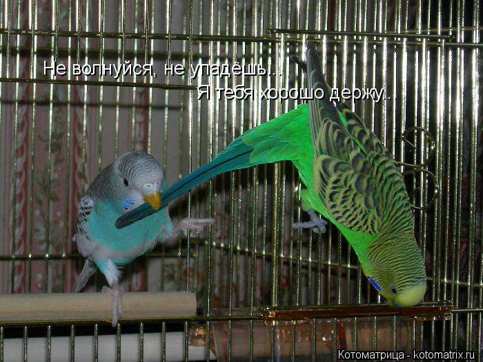 Не волнуйся, не упадёшь... Я тебя хорошо держу...... Котоматрица: Не волнуйся, не упадёшь... Я тебя хорошо держу...
