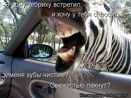 -Я одну зебриху встретил, и хочу у тебя спросить: У меня зубы чистые? Свежестью пахнут?... Котоматрица: -Я одну зебриху встретил, и хочу у тебя спросить: У меня зубы чистые? Свежестью пахнут?