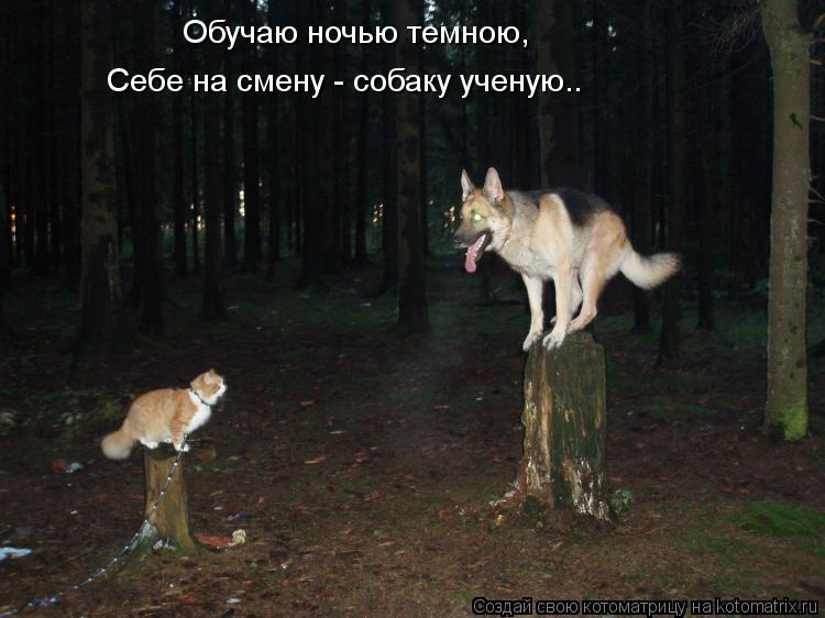 Котоматрица: Обучаю ночью темною, Себе на смену - собаку ученую..
