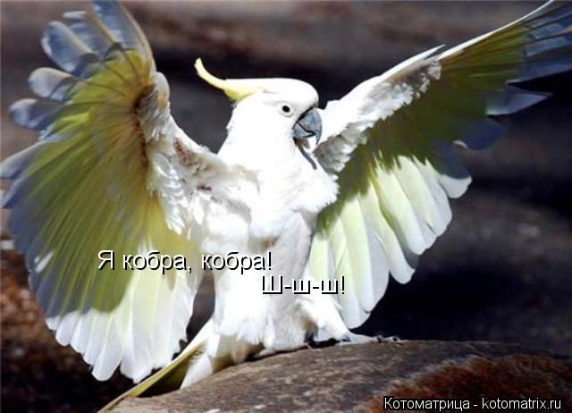 Я кобра, кобра! Ш-ш-ш!... Котоматрица: Я кобра, кобра! Ш-ш-ш!