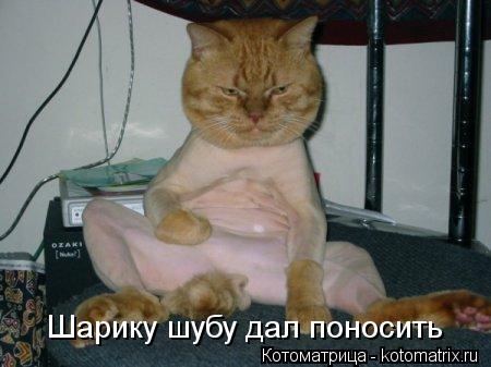 Шарику шубу дал поносить... Котоматрица: Шарику шубу дал поносить