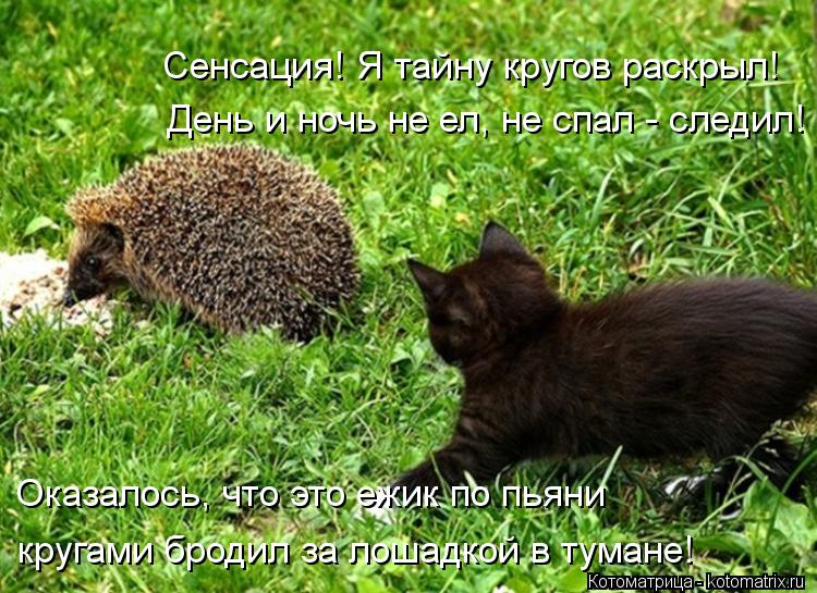 Котоматрица: Сенсация! Я тайну кругов раскрыл! День и ночь не ел, не спал - следил! Оказалось, что это ежик по пьяни кругами бродил за лошадкой в тумане!