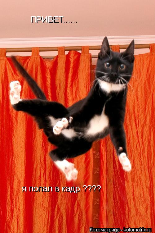 Котоматрица: ПРИВЕТ...... я попал в кадр ????
