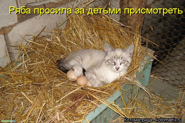 Котоматрица: Ряба просила за детьми присмотреть