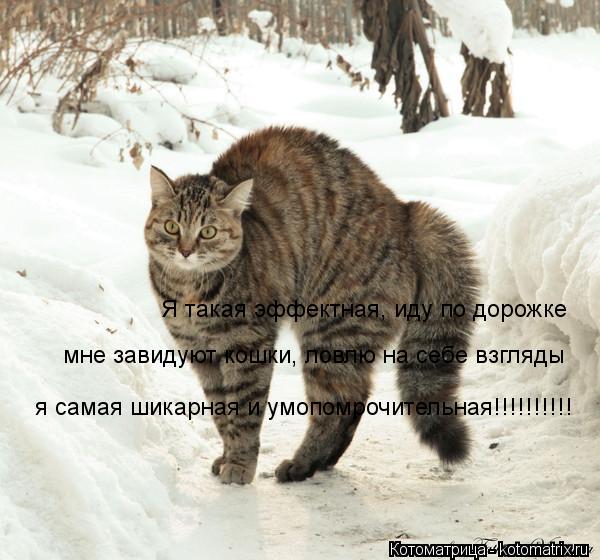 Я такая эффектная, иду по дорожке мне завидуют кошки, ловлю на себе взгляды я самая шикарная и умопом... Котоматрица: Я такая эффектная, иду по дорожке мне завидуют кошки, ловлю на себе взгляды я самая шикарная и умопомрочительная!!!!!!!!!!