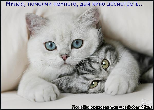 Котоматрица: Милая, помолчи немного, дай кино досмотреть..