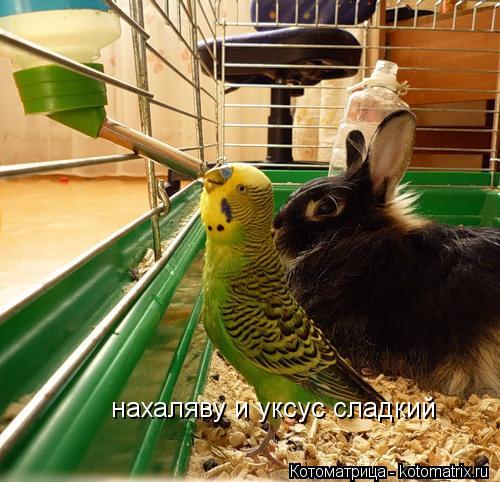 нахаляву и уксус сладкий... Котоматрица: нахаляву и уксус сладкий
