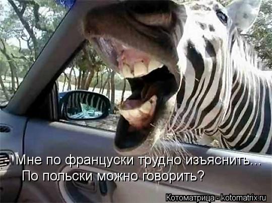 Котоматрица: Мне по француски трудно изъяснить... По польски можно говорить?