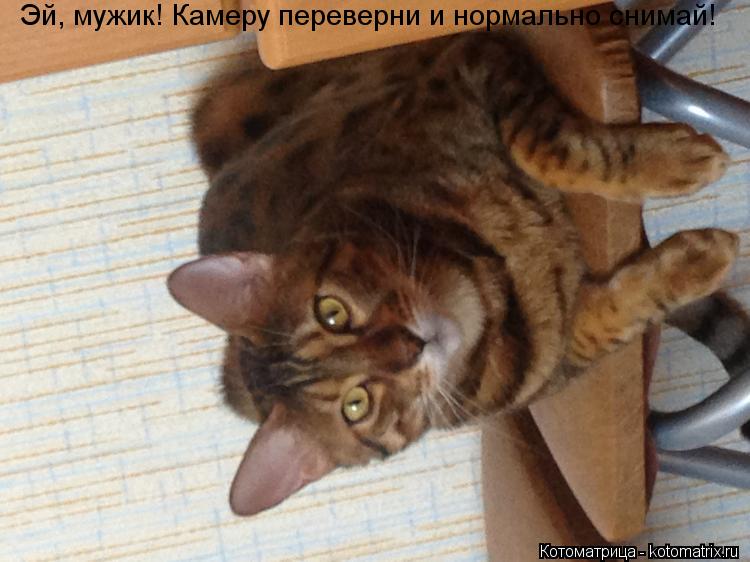 Котоматрица: Эй, мужик! Камеру переверни и нормально снимай!