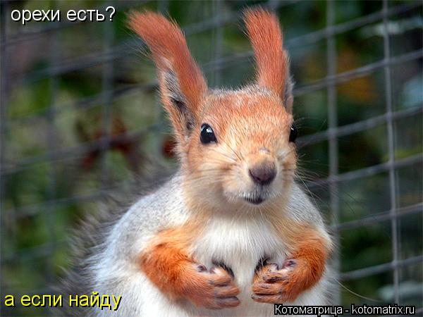 Котоматрица: орехи есть? орехи есть? а если найду