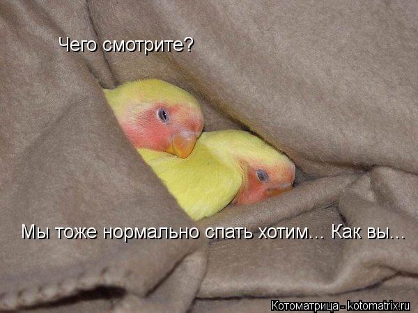 Чего смотрите? Мы тоже нормально спать хотим... Как вы...... Котоматрица: Чего смотрите? Мы тоже нормально спать хотим... Как вы...