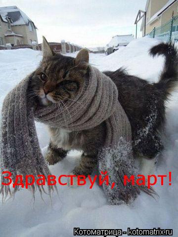 Котоматрица: Здравствуй, март!