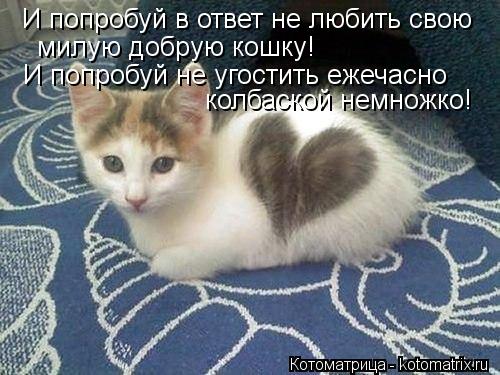 Котоматрица: И попробуй в ответ не любить свою милую добрую кошку! И попробуй не угостить ежечасно колбаской немножко!