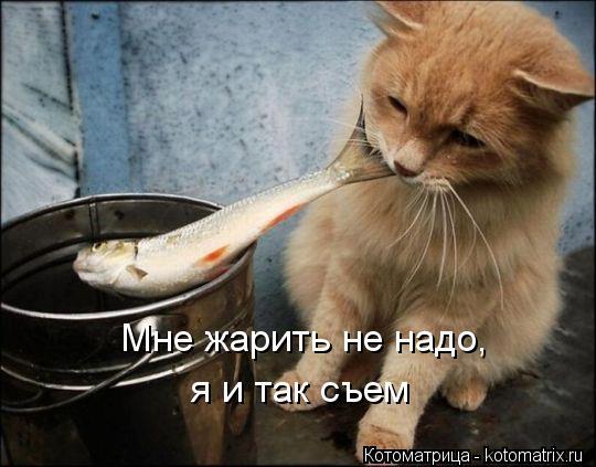 Котоматрица: Мне жарить не надо, я и так съем
