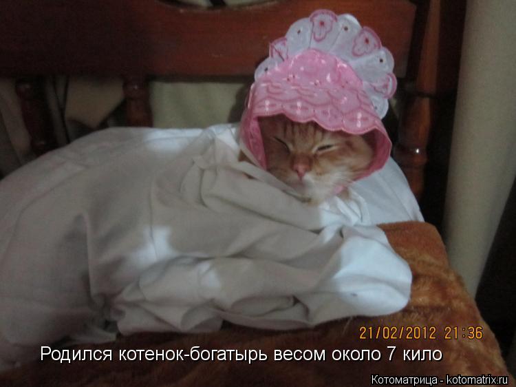 Котоматрица: Родился котенок-богатырь весом около 7 кило