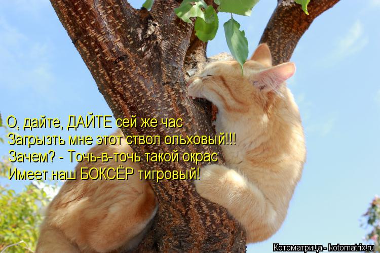О, дайте, ДАЙТЕ сей же час Загрызть мне этот ствол ольховый!!! Зачем? - Точь-в-точь такой окрас Имеет... Котоматрица: О, дайте, ДАЙТЕ сей же час Загрызть мне этот ствол ольховый!!! Зачем? - Точь-в-точь такой окрас Имеет наш БОКСЁР тигровый!