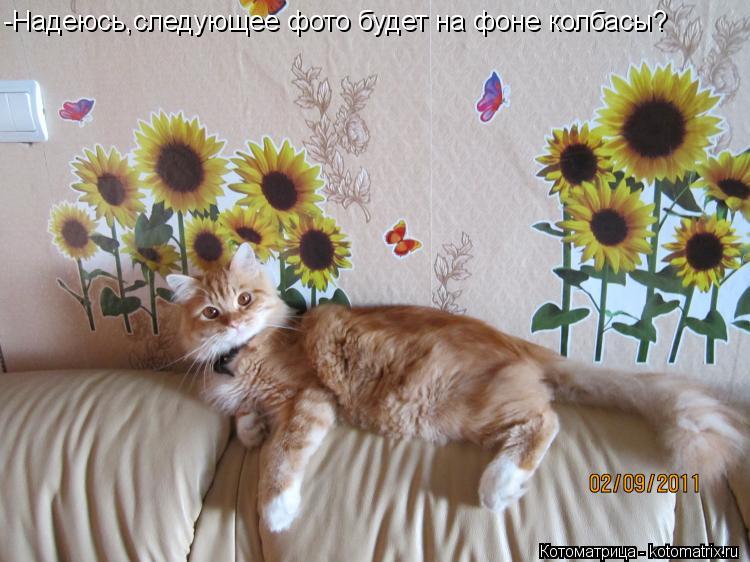 Котоматрица: -Надеюсь,следующее фото будет на фоне колбасы?