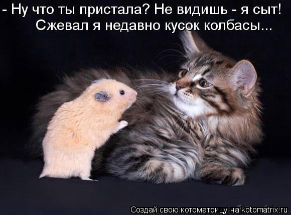 Котоматрица: Сжевал я недавно кусок колбасы... - Ну что ты пристала? Не видишь - я сыт!