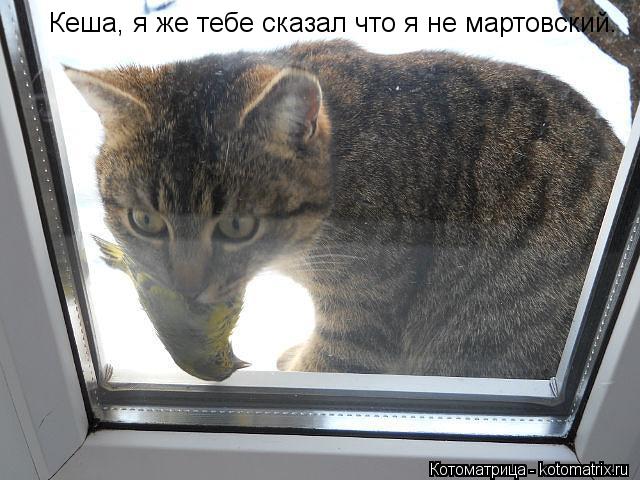 Кеша, я же тебе сказал что я не мартовский.... Котоматрица: Кеша, я же тебе сказал что я не мартовский.