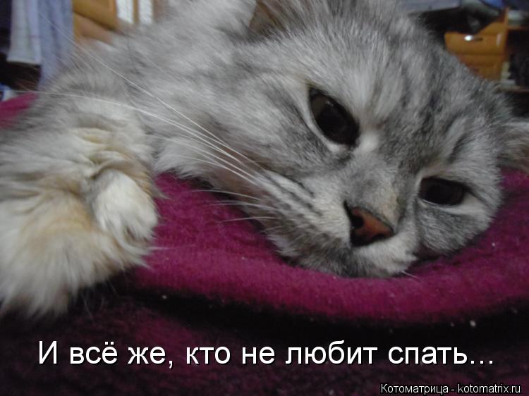 И всё же, кто не любит спать...... Котоматрица: И всё же, кто не любит спать...