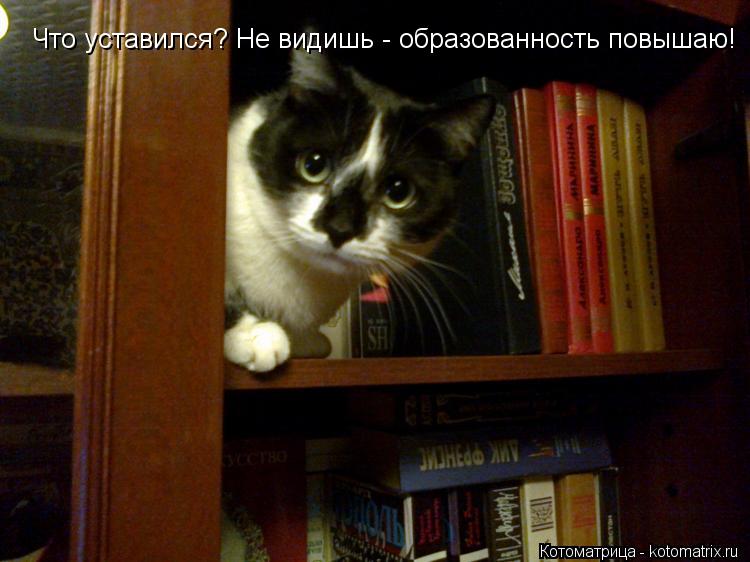 Что уставился? Не видишь - образованность повышаю!... Котоматрица: Что уставился? Не видишь - образованность повышаю!