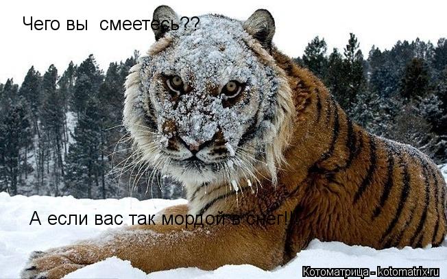 Котоматрица: Чего вы  смеетесь?? А если вас так мордой в снег!!!