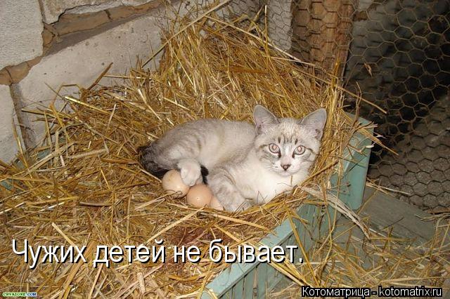 Котоматрица: Чужих детей не бывает.