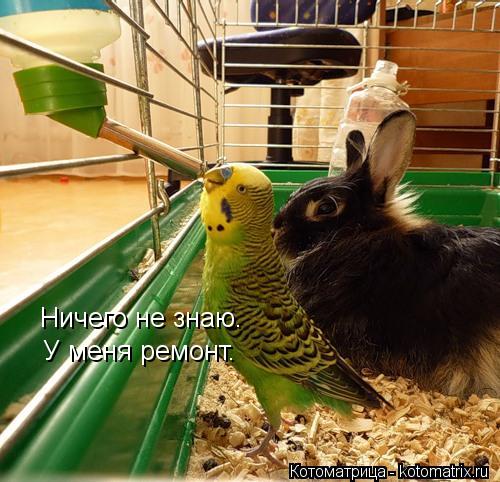 Ничего не знаю. У меня ремонт.... Котоматрица: Ничего не знаю. У меня ремонт.