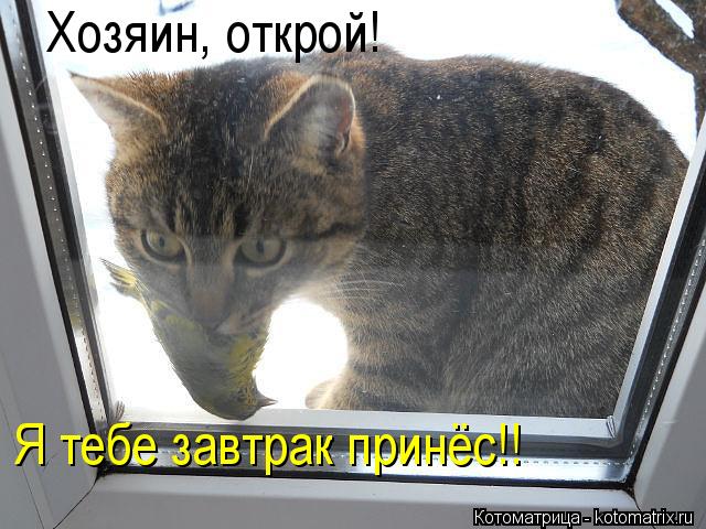 Котоматрица: Хозяин, открой! Я тебе завтрак принёс!!