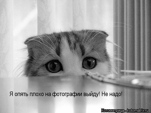 Я опять плохо на фотографии выйду! Не надо!... Котоматрица: Я опять плохо на фотографии выйду! Не надо!