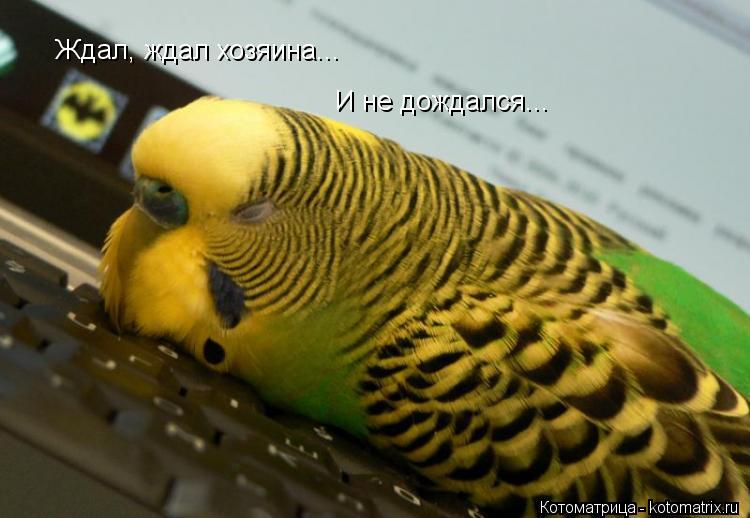 Котоматрица: Ждал, ждал хозяина... И не дождался...