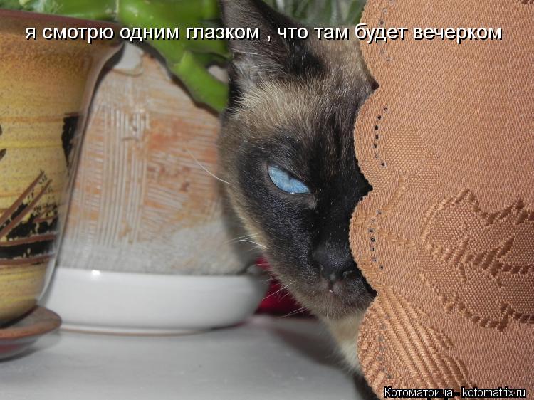 я смотрю одним глазком , что там будет вечерком... Котоматрица: я смотрю одним глазком , что там будет вечерком