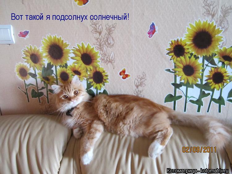 Котоматрица: Вот такой я подсолнух солнечный!