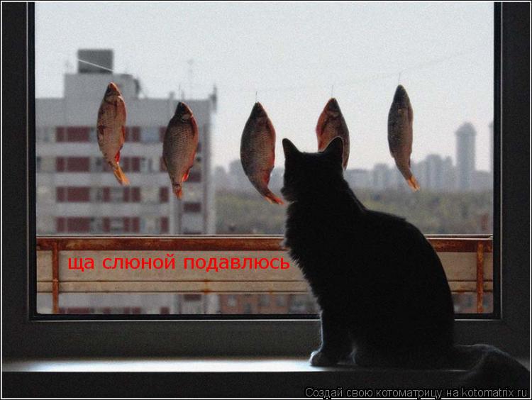 ща слюной подавлюсь... Котоматрица: ща слюной подавлюсь