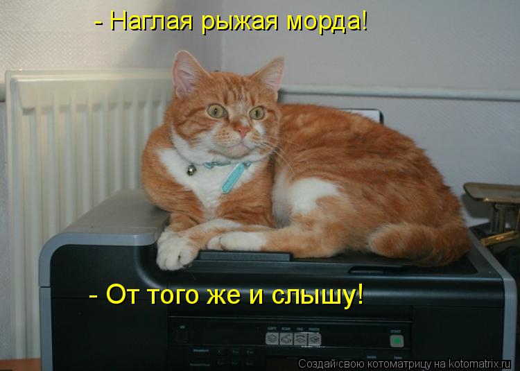 - Наглая рыжая морда! - От того же и слышу!... Котоматрица: - Наглая рыжая морда! - От того же и слышу!