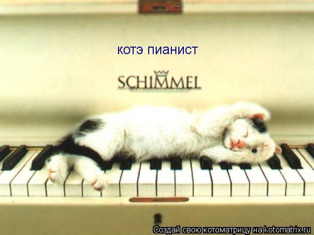 котэ пианист... Котоматрица: котэ пианист