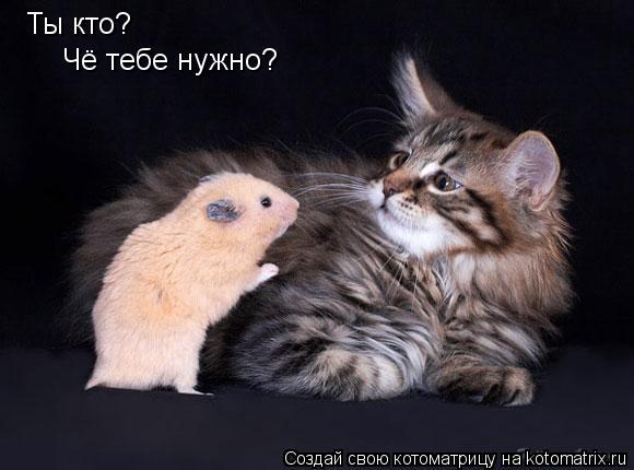 Котоматрица: Ты кто? Чё тебе нужно?
