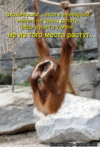 Котоматрица: охохонюшки, какой я невезучий... ничего не умею делать... ведь руки-то у меня... не из того места растут...