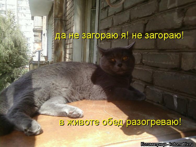 Котоматрица: да не загораю я! не загораю!  в животе обед разогреваю!